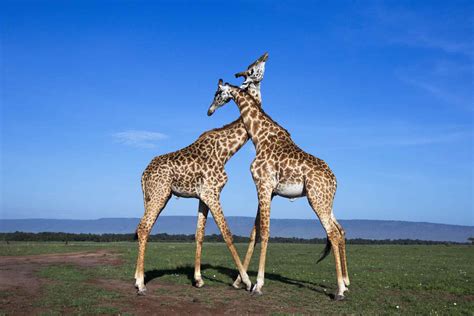 fun facts  giraffes