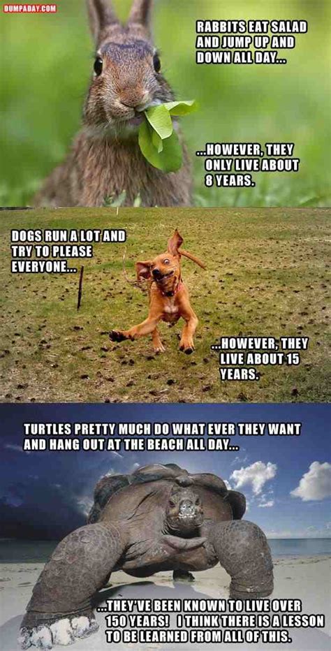 bogel funny pictures funny animal jokes picture funny jokes  picture