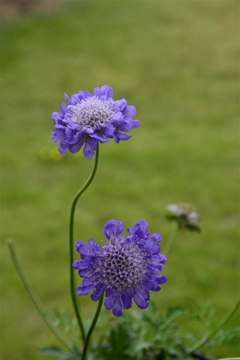 butterfly pincushion flower kiwi nurseries