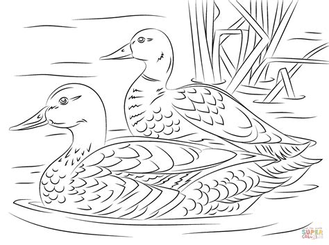 pair  mallard ducks coloring page  printable coloring pages