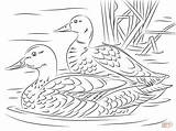 Coloring Mallard Pages Ducks Pair Duck Printable Adult Supercoloring Bird Drawing Colouring Sheets Elegant Drawings Unlimited Pencil Animal Wood Animals sketch template