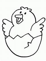 Coloring Pages Chick Popular sketch template