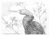 Coloring Anhinga Designlooter 24kb 1962 sketch template