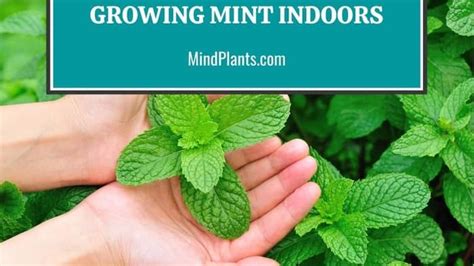 growing mint indoors   grow mint  cuttings seed