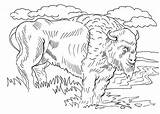 Bison Colorluna sketch template