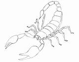 Scorpion Scorpione Colorare Scorpions Scorpioni Drawingforall Coloriages Ragni Animali Printmania sketch template
