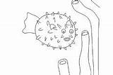 Blowfish Coloring Pages Angry sketch template