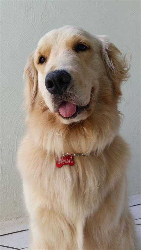 582 best images about retriever golden on pinterest the golden funny golden retrievers and