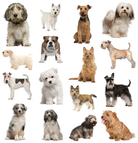 pictures  small dog breeds dog breeders guide