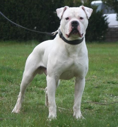 white english bulldog dog breeds