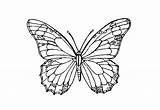 Schmetterling Schmetterlinge Malvorlagen Drucken Ausdrucken Ausmalbild Kostenlos Pfauenauge Malvorlage Scherenschnitt Als Papillon sketch template