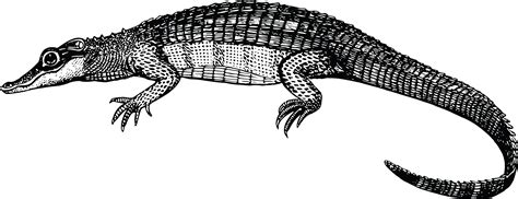 clipart   black  white alligator