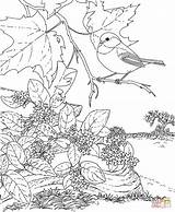 Coloring Bird Flower Pages Chickadee Massachusetts State Mayflower Printable Capped Washington Book Birds Ma Adult Colorings Drawing Adults Color Flowers sketch template