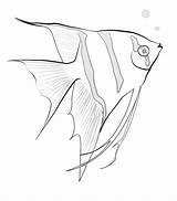 Fish Tropical Coloring Drawing Pages Drawings Angel Saltwater Outline Fishes Designs Angelfish Printable Freshwater Animal Stencil Exotic Toggle Hubpages Switch sketch template