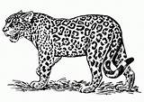 Coloring Jaguar Print sketch template