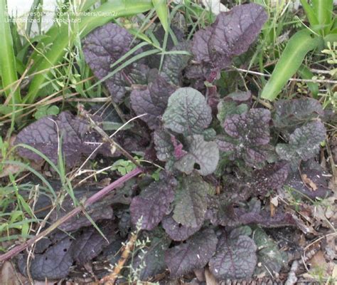 plantfiles pictures lyreleaf sage cancer weed purple knockout salvia lyrata 1 by cajun2