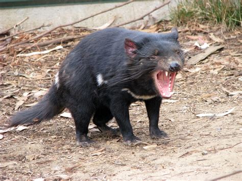 unbelievable facts  tasmanian devils