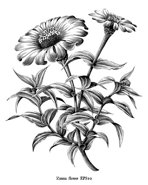 zinnia flower botanical vintage illustration black  white art