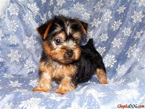dog breeds pictures  high quality  australian silky