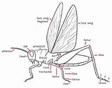 Insect Anatomy Terms Grasshopper Glossary sketch template
