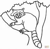 Raccoon Coloring Drawing Tree Pages Easy Printable Drawings Supercoloring Paintingvalley sketch template