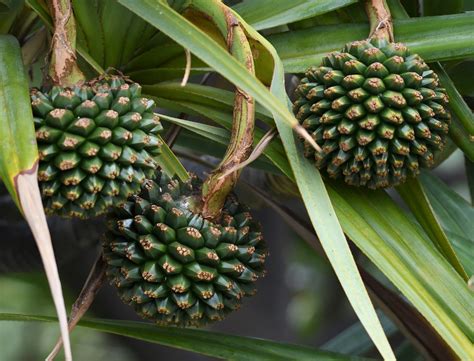 schraubenbaum la palma ngid naturguckerde enjoynaturenet flickr