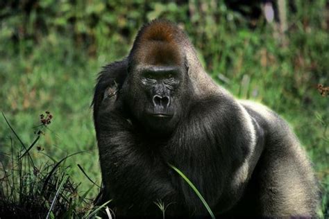 Planet Of The Stinky Apes Gorillas Use B O As Weapon Nbc News