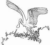 Spoonbill Roseate Ibis Cliparts sketch template