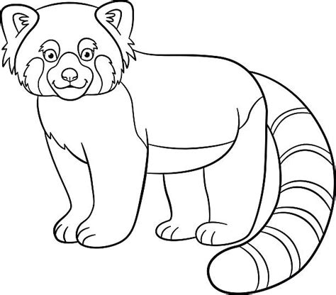 royalty  red panda clip art vector images illustrations istock