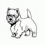 Westie Cairn Highland Coloringhome sketch template