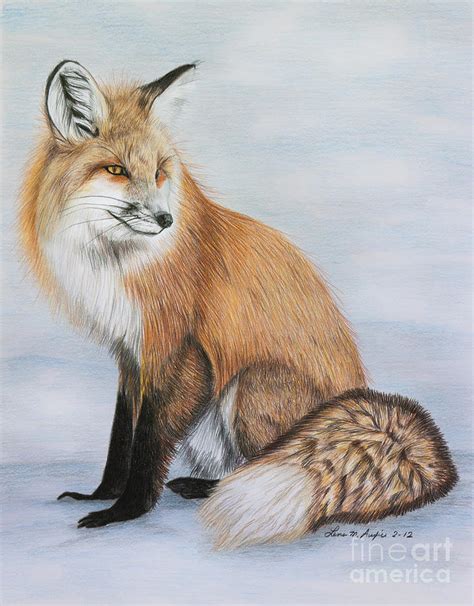 swift fox drawing  getdrawings