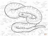 Coloring Desert Pages Sidewinder Sonoran Drawing Animal Printable Animals Snake Sahara Print Color Viper Kids Snakes Worksheets Paper sketch template