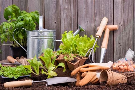 Beneficios De La Jardinería Para Tu Salud Tips Y Actualizaciones