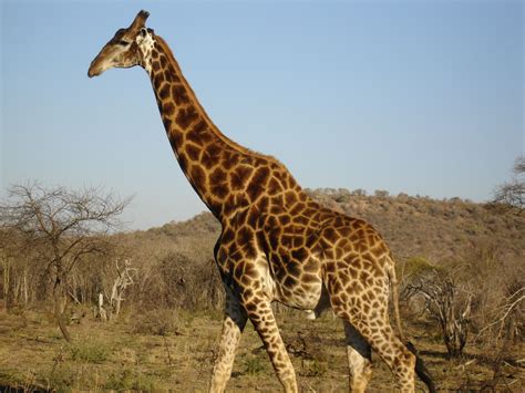 south african giraffe google search  bovids pinterest