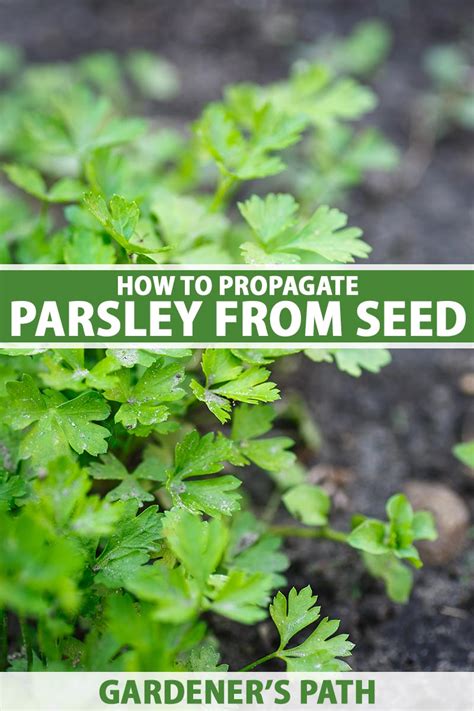 grow parsley  seed gardeners path