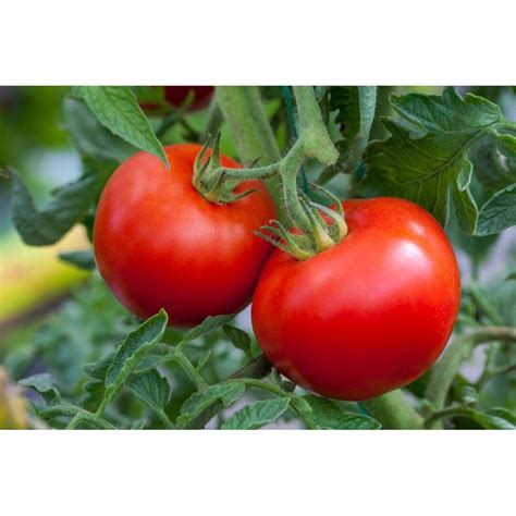 tomato plants crofton plants
