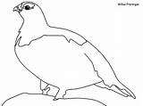 Coloring Willow Inuit Ptarmigan Pages Animals Arctic Tundra Goldfinch Book Popular Colouring Ws sketch template