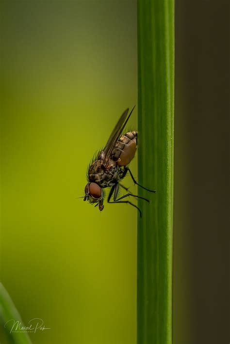rest place   fly rest place   fly marcel piek flickr
