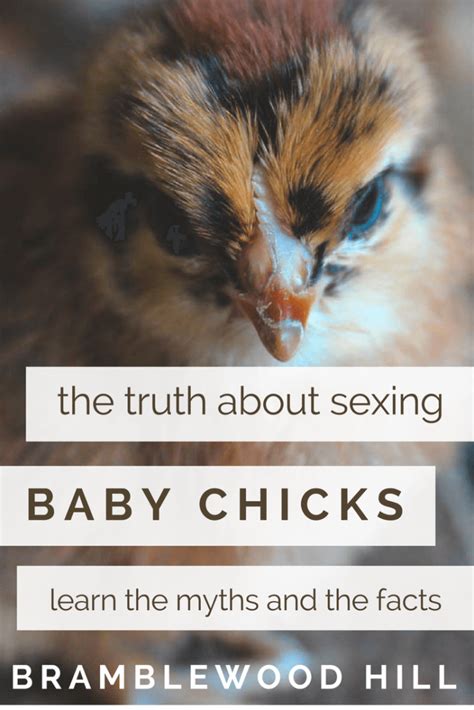 How To Sex Chicks Myths And Facts Bramblewood Hill