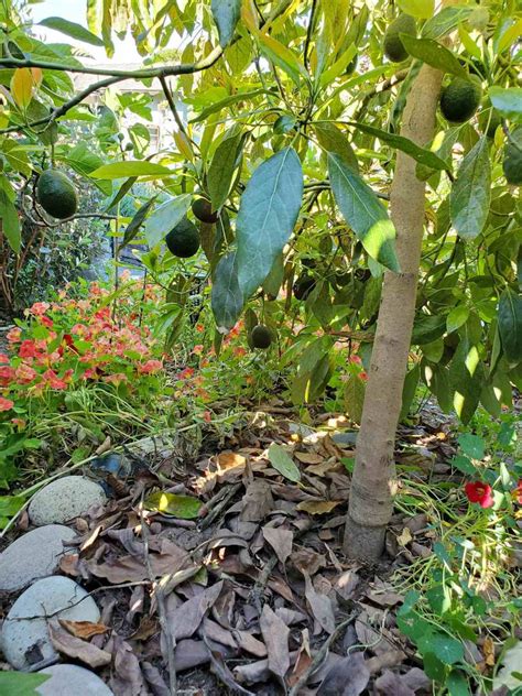 grow avocados tree varieties climate planting care