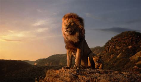 lion king wallpaper hd movies  wallpapers images