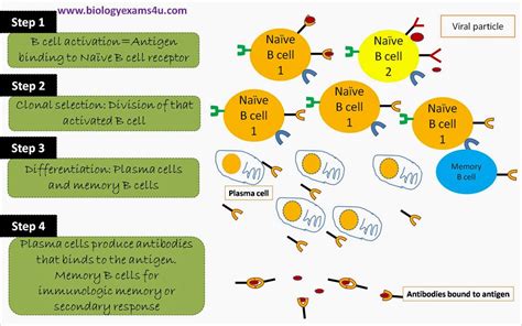 steps involved  humoral immune response  antibody mediated immune