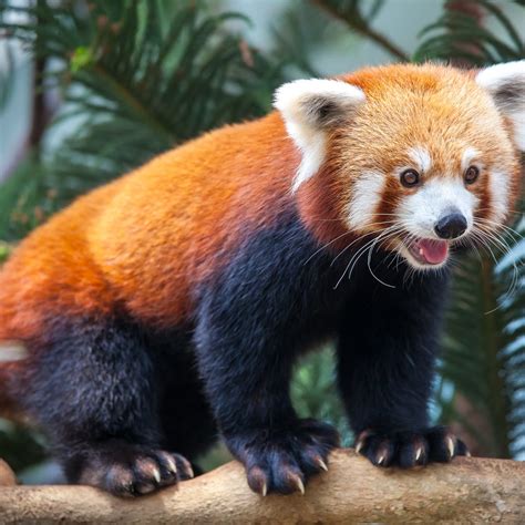red pandas endangered red panda characteristics