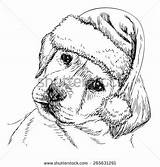 Labrador Retriever Shutterstock Drawing sketch template