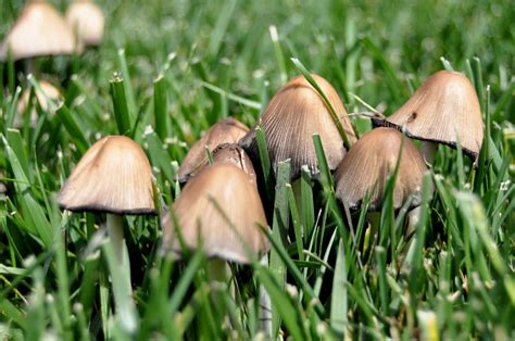 mushrooms rock county gardening