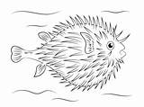 Fish Coloring Puffer Pages Pufferfish Porcupine Colouring Tropical Printable Poisson Sheets Ballon Kids Looking Coloriage Imprimer Drawing Sea Animals Coloriages sketch template