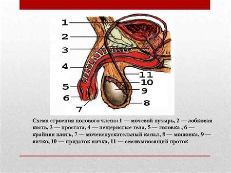 Эрекция Анатомия физиология патофизиология Выполнила Студентка 11 группы