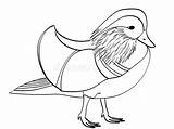 Mandarin Goose Raster Exoticos Exóticos sketch template
