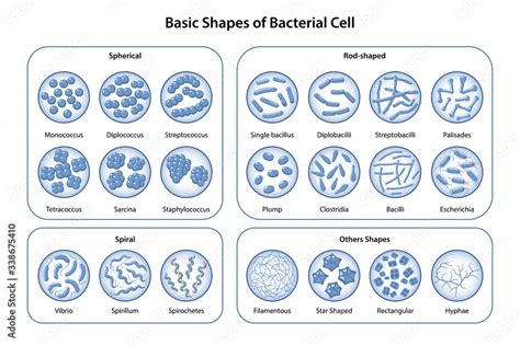 basic shapes  arrangements  bacteria morphology microbiology