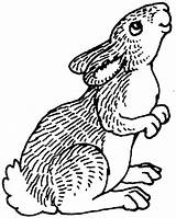 Rabbit Coloring Pages Clipart Animals Peter Cottontail Cliparts Porcupine Bunnies Prairie Pitchers Library Popular sketch template